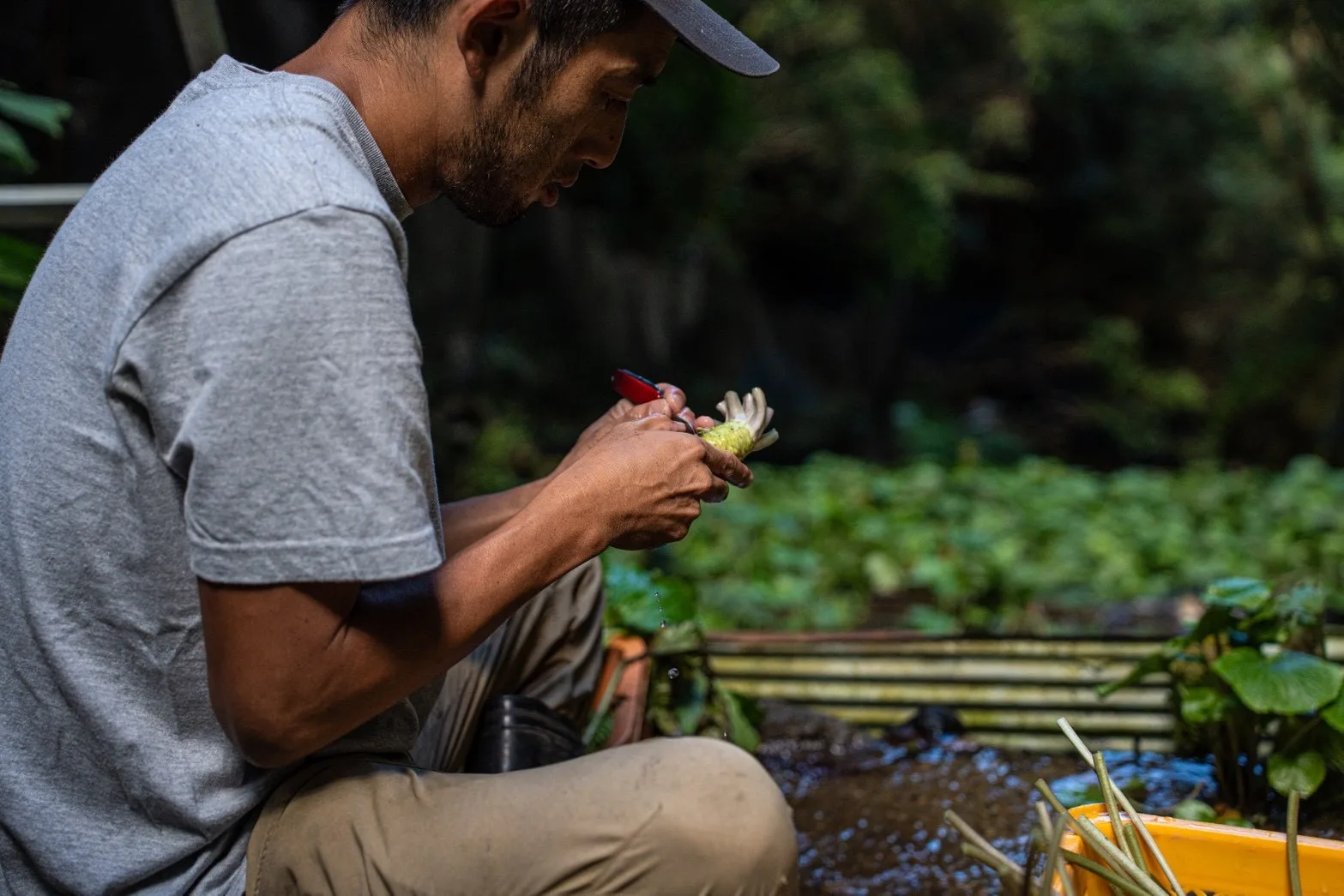 畑で野菜を摘む生産者